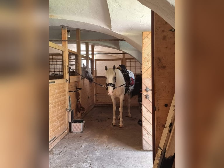 Gypsy Horse Mix Mare 8 years 15,1 hh Gray in Pölfing Brunn