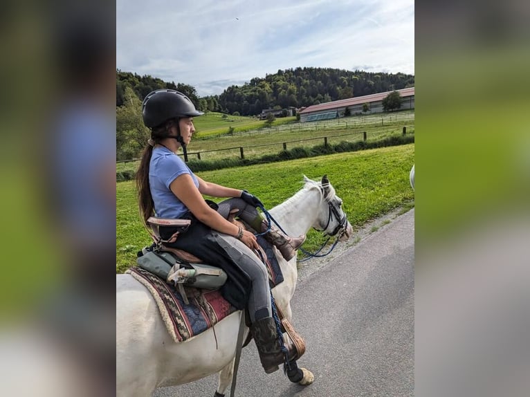 Gypsy Horse Mare 8 years 15,1 hh Gray in Mitterlimberg