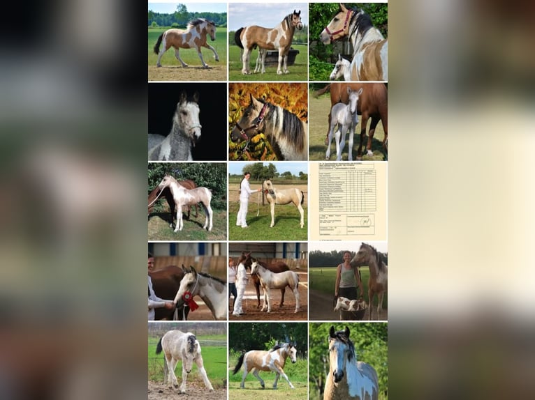 Gypsy Horse Mix Mare 8 years 15.2 hh Dun in Ruinen