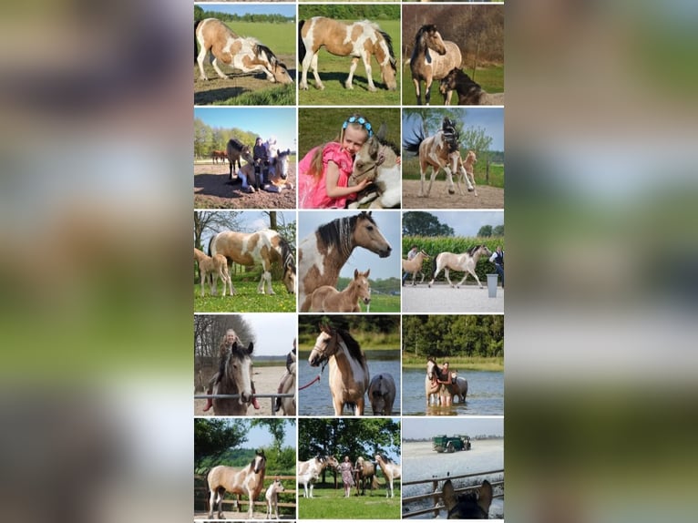 Gypsy Horse Mix Mare 8 years 15.2 hh Dun in Ruinen