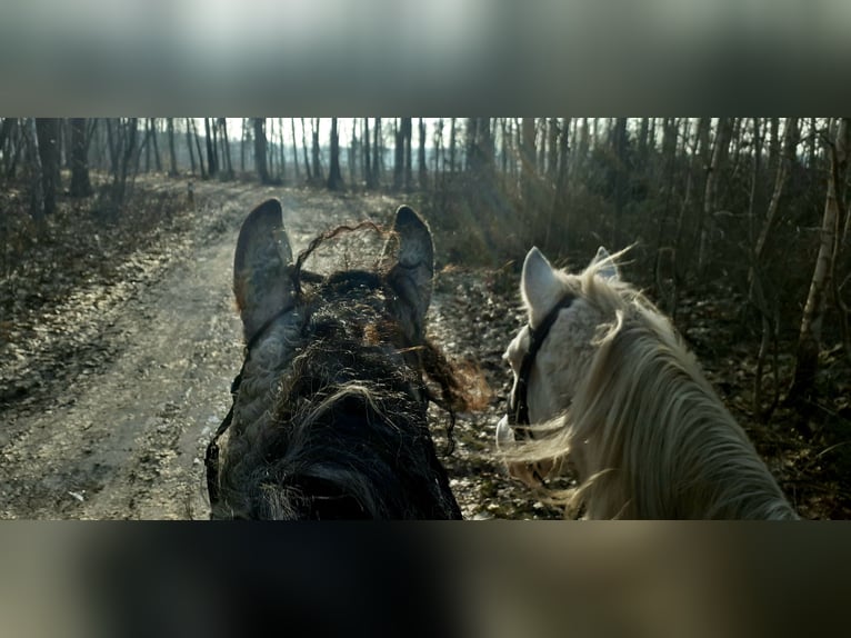 Gypsy Horse Mix Mare 8 years 15,2 hh Dun in Ruinen