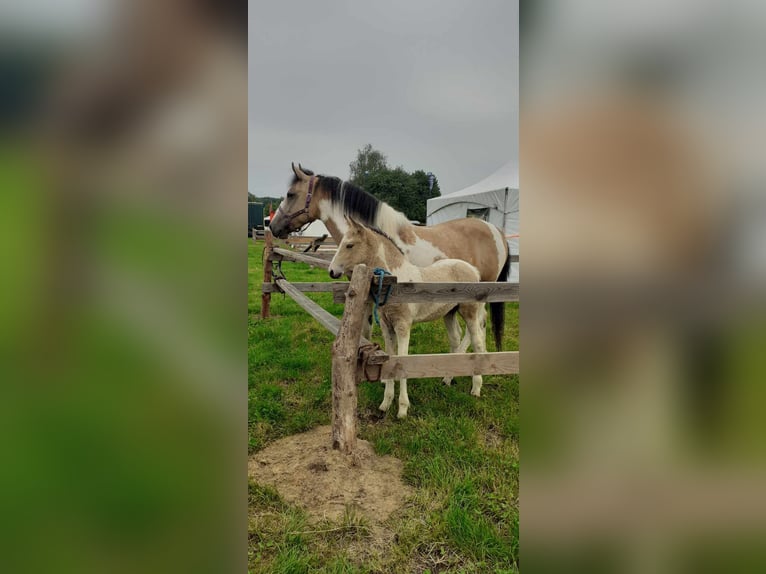 Gypsy Horse Mix Mare 8 years 15,2 hh Dun in Ruinen