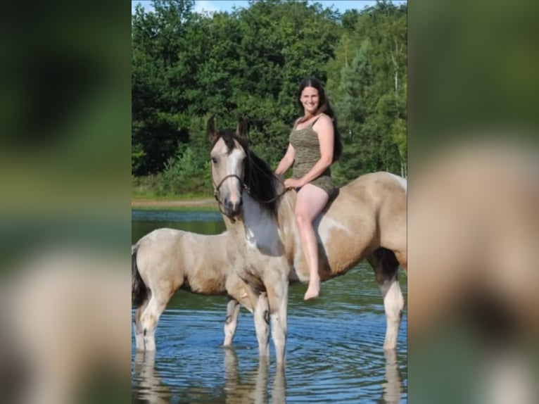 Gypsy Horse Mix Mare 8 years 15,2 hh Dun in Ruinen