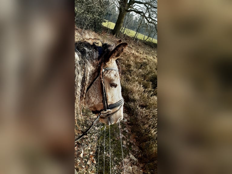 Gypsy Horse Mix Mare 8 years 15,2 hh Dun in Ruinen