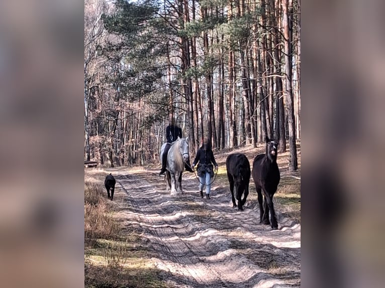 Gypsy Horse Mare 8 years Gray in Frankfurt (Oder)