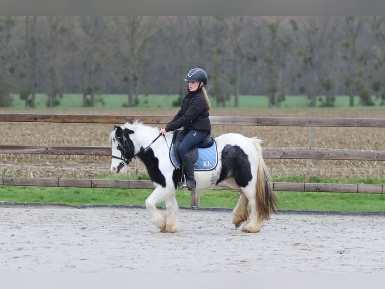 Gypsy Horse Mare 9 years 11,2 hh Pinto in Bogaarden