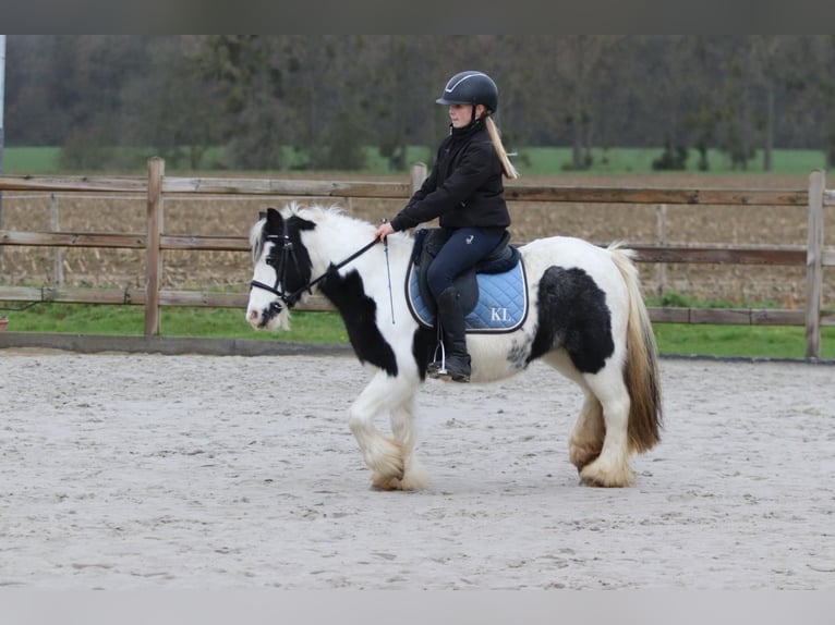 Gypsy Horse Mare 9 years 11,2 hh Pinto in Bogaarden