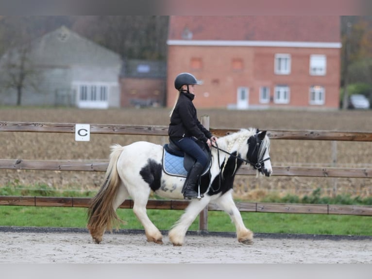 Gypsy Horse Mare 9 years 11,2 hh Pinto in Bogaarden