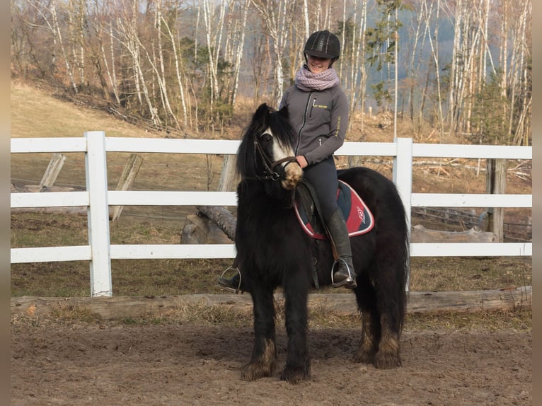 Gypsy Horse Mare 9 years 12,1 hh Black in Großalmerode