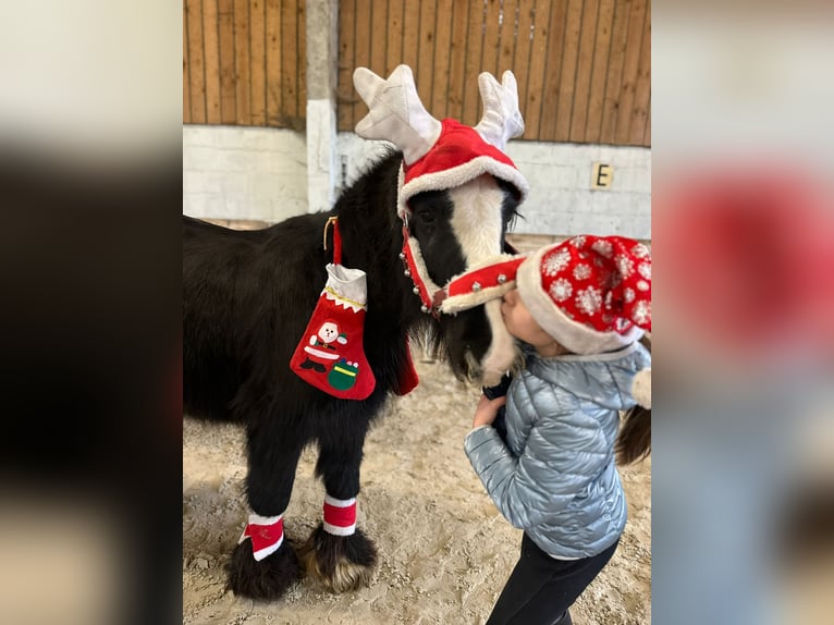 Gypsy Horse Mare 9 years 12,2 hh Black in Bogaarden