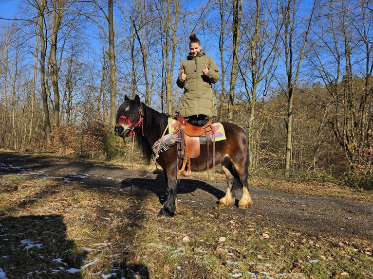 Gypsy Horse Mare 9 years 12,3 hh Brown in Linkenbach