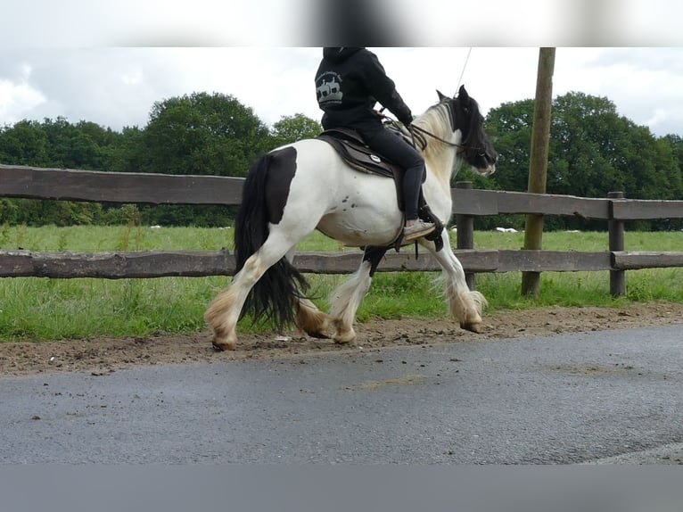 Gypsy Horse Mare 9 years 13.1 hh Pinto in Lathen