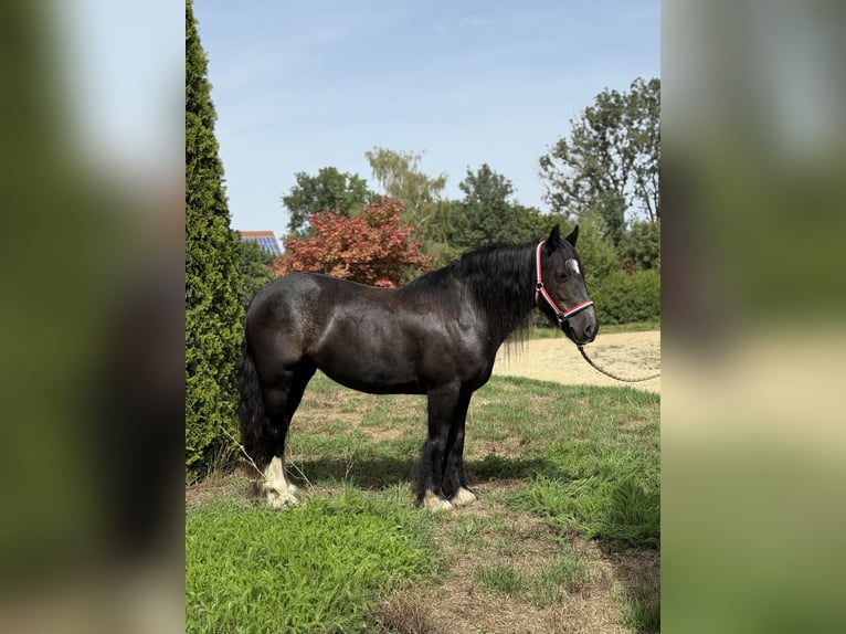 Gypsy Horse Mare 9 years 13.2 hh Black in Achstetten