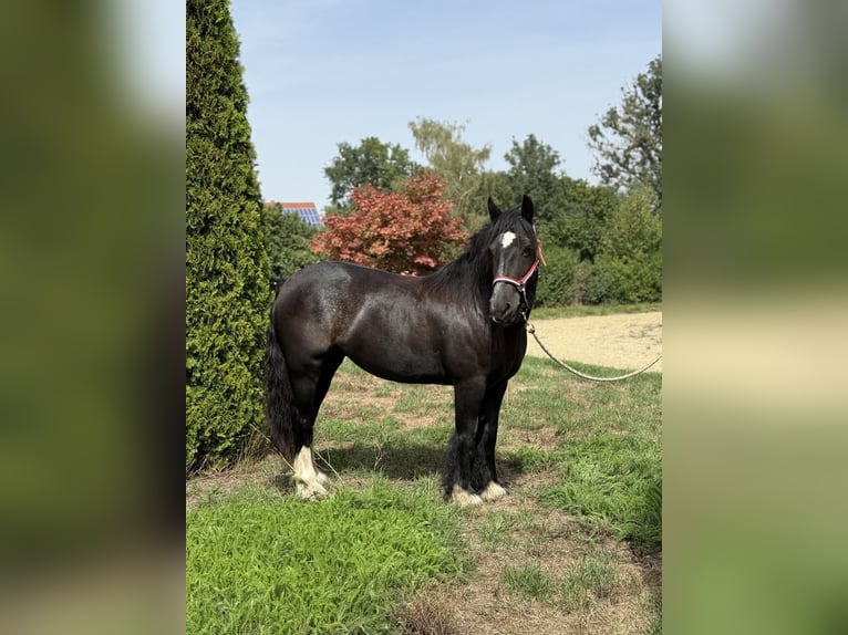 Gypsy Horse Mare 9 years 13.2 hh Black in Achstetten