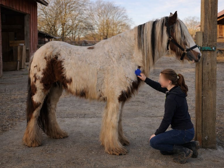 Gypsy Horse Mare 9 years 13.3 hh Pinto in Gera
