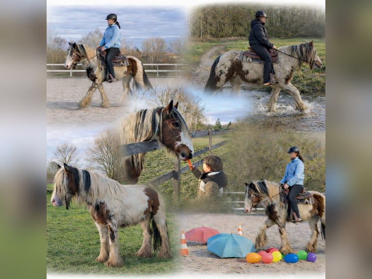 Gypsy Horse Mare 9 years 13.3 hh Pinto in Gera