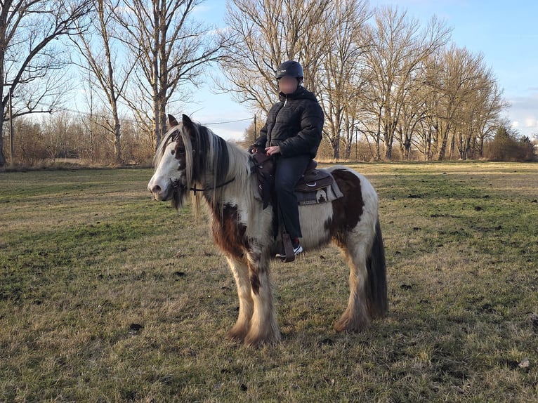 Gypsy Horse Mare 9 years 13.3 hh Pinto in Gera