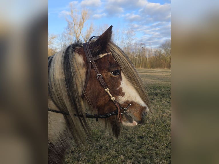 Gypsy Horse Mare 9 years 13.3 hh Pinto in Gera