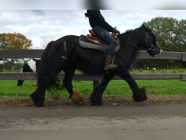 Gypsy Horse Mare 9 years 13,1 hh Black in Lathen