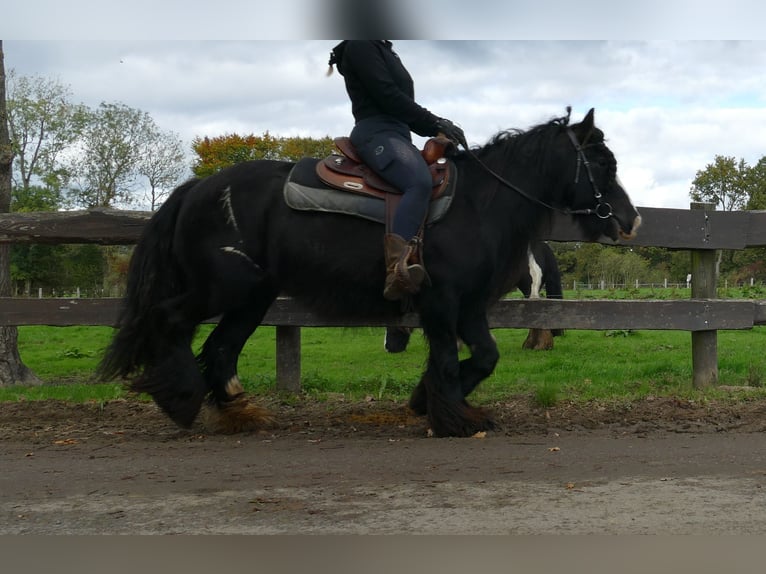 Gypsy Horse Mare 9 years 13,1 hh Black in Lathen