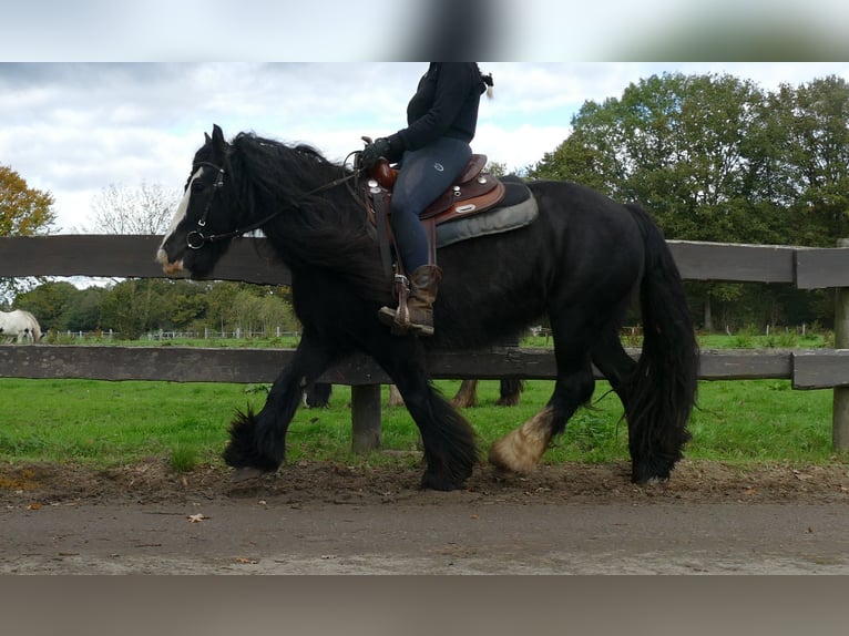 Gypsy Horse Mare 9 years 13,1 hh Black in Lathen