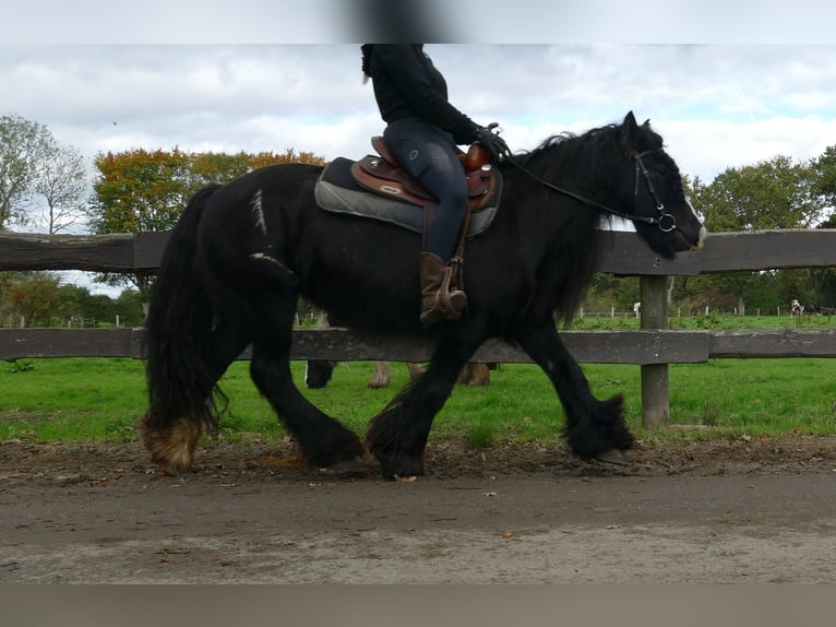 Gypsy Horse Mare 9 years 13,1 hh Black in Lathen