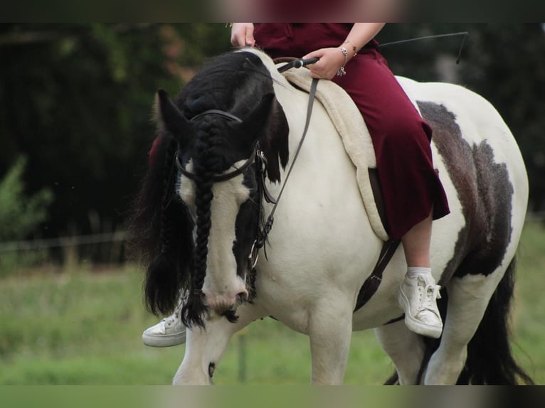 Gypsy Horse Mare 9 years 13,1 hh in Buchloe