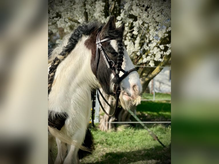 Gypsy Horse Mare 9 years 13,1 hh in Buchloe