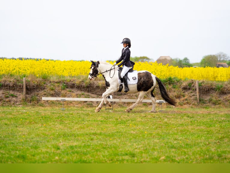 Gypsy Horse Mare 9 years 13,1 hh Pinto in De Cocksdorp
