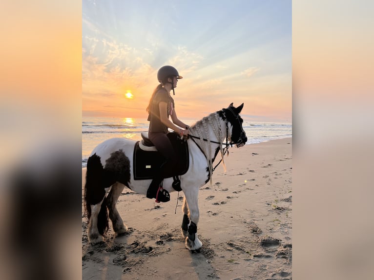 Gypsy Horse Mare 9 years 13,1 hh Pinto in De Cocksdorp