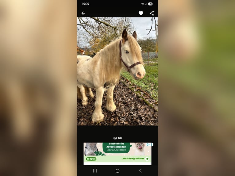 Gypsy Horse Mare 9 years 13,1 hh Pinto in Willmars