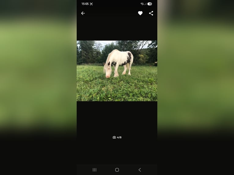 Gypsy Horse Mare 9 years 13,1 hh Pinto in Willmars