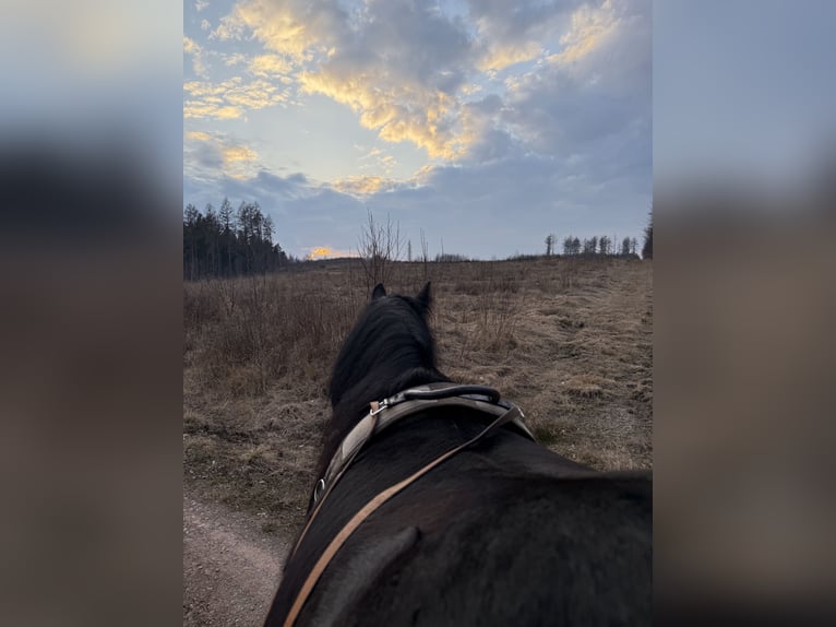Gypsy Horse Mare 9 years 13,2 hh Black in Harzgerode