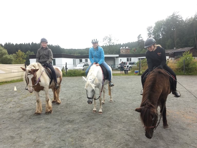 Gypsy Horse Mare 9 years 13,2 hh Pinto in Pleystein