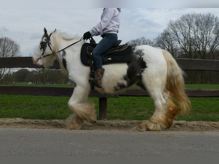 Gypsy Horse Mare 9 years 13,2 hh Pinto in Lathen