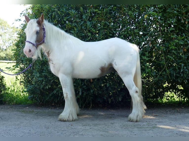 Gypsy Horse Mare 9 years 13,2 hh Pinto in Lathen