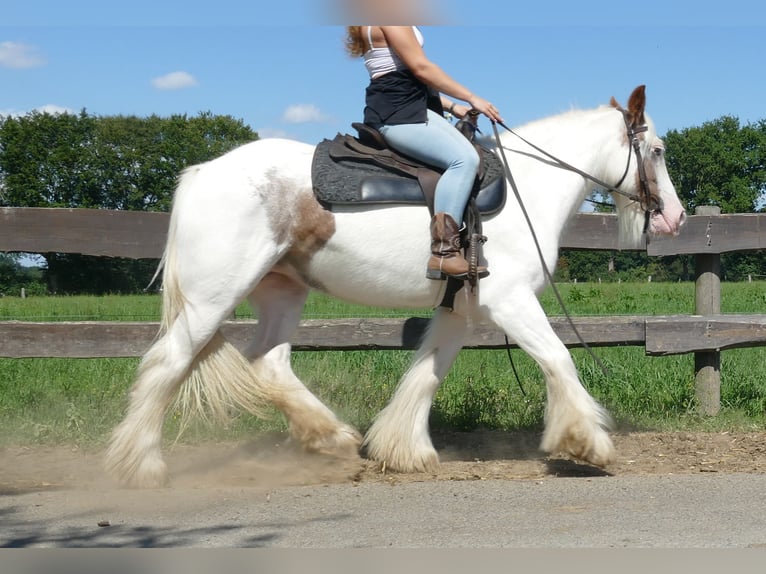 Gypsy Horse Mare 9 years 13,2 hh Pinto in Lathen