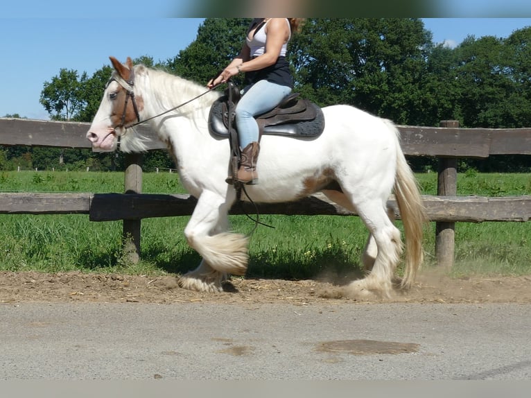 Gypsy Horse Mare 9 years 13,2 hh Pinto in Lathen