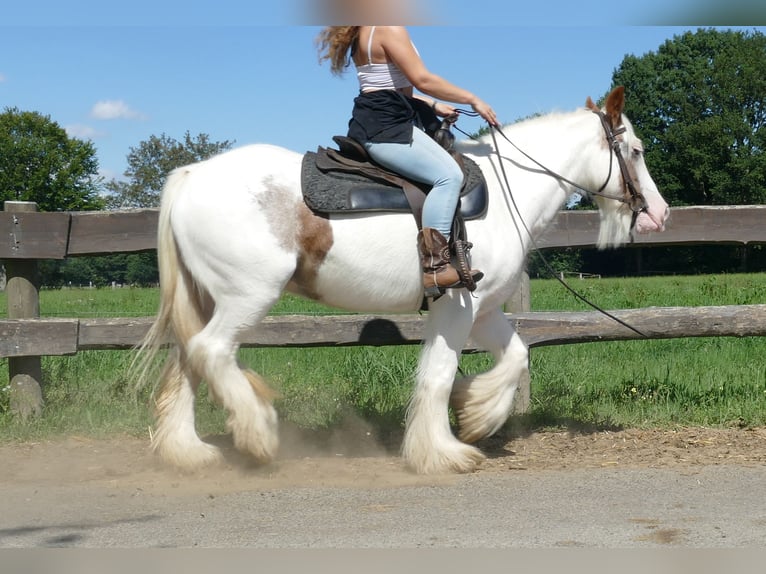 Gypsy Horse Mare 9 years 13,2 hh Pinto in Lathen