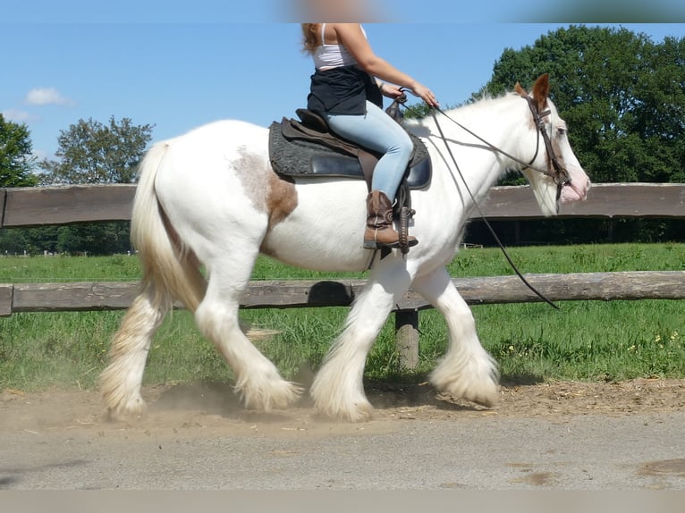 Gypsy Horse Mare 9 years 13,2 hh Pinto in Lathen