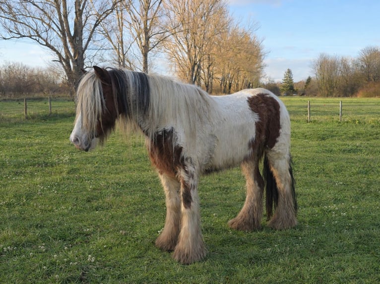 Gypsy Horse Mare 9 years 13,3 hh Pinto in Gera
