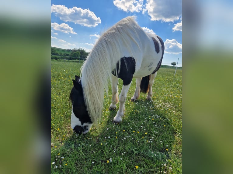 Gypsy Horse Mix Mare 9 years 13,3 hh Pinto in Schweinfurt