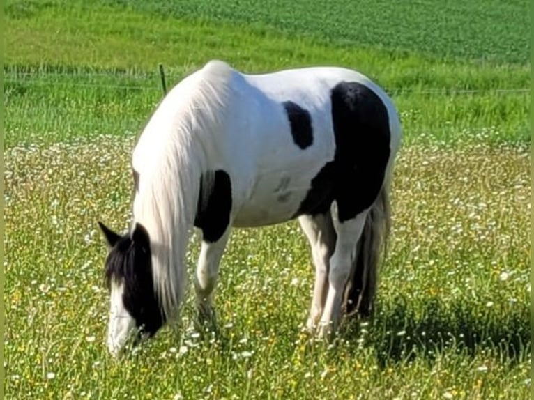 Gypsy Horse Mix Mare 9 years 13,3 hh Pinto in Schweinfurt