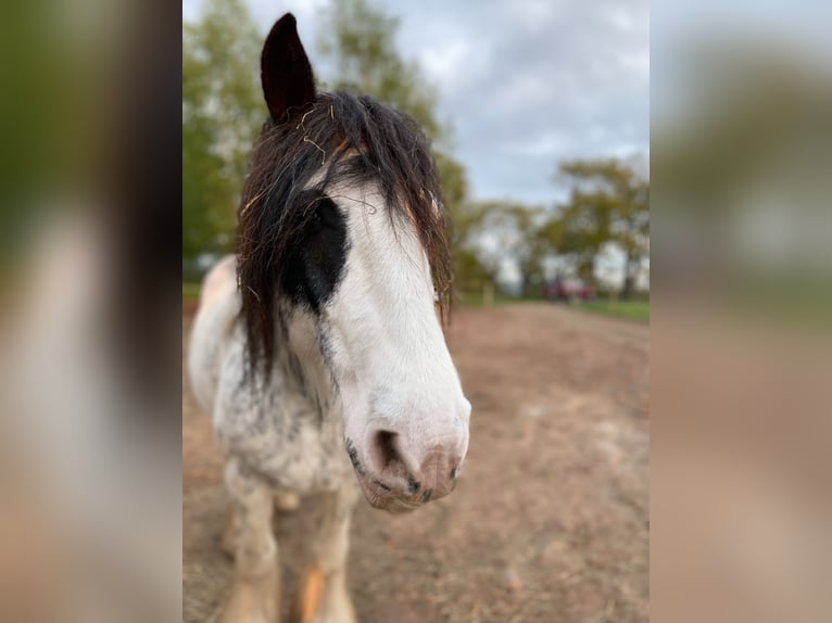 Gypsy Horse Mare 9 years 14,1 hh Roan-Red in Krickenbach