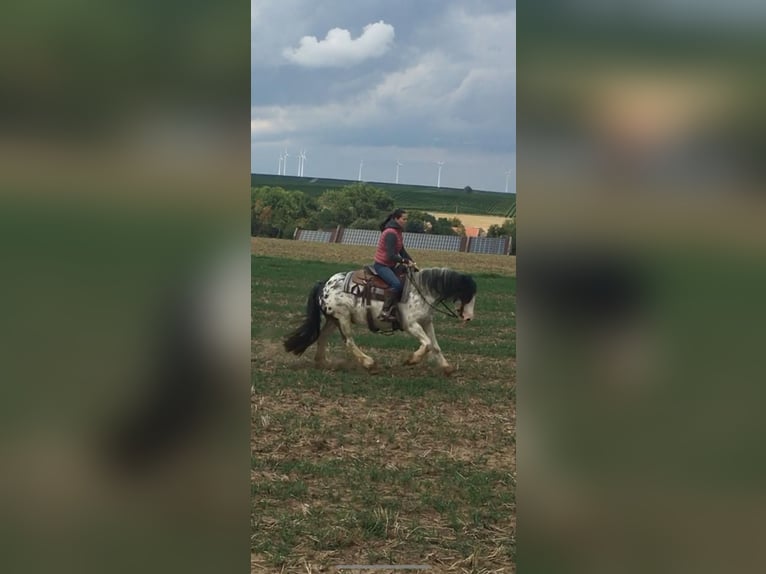 Gypsy Horse Mare 9 years 14,1 hh Roan-Red in Krickenbach