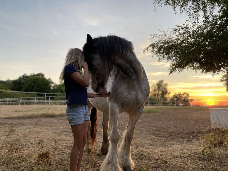 Gypsy Horse Mare 9 years 14,1 hh Roan-Red in Krickenbach