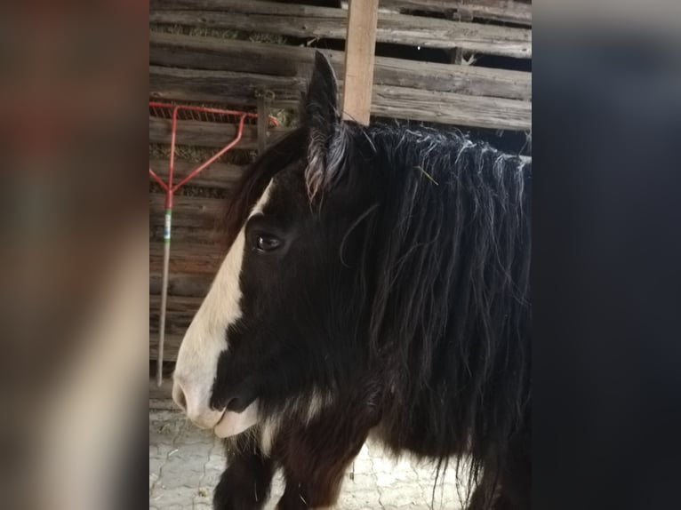 Gypsy Horse Mare 9 years 14,2 hh Black in Landeck