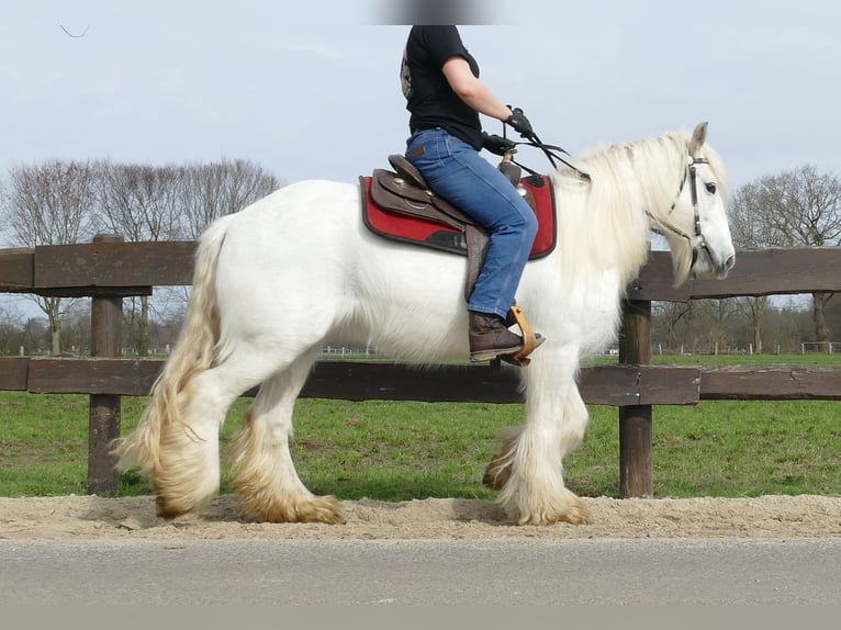Gypsy Horse Mare 9 years 14,2 hh Gray in Lathen