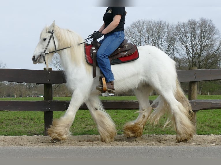 Gypsy Horse Mare 9 years 14,2 hh Gray in Lathen
