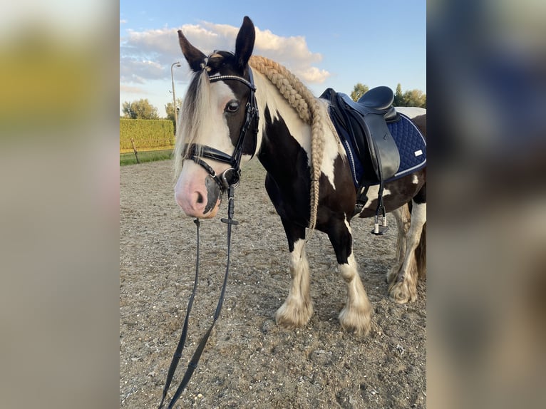 Gypsy Horse Mare 9 years 14.2 hh Pinto in Apeldoorn